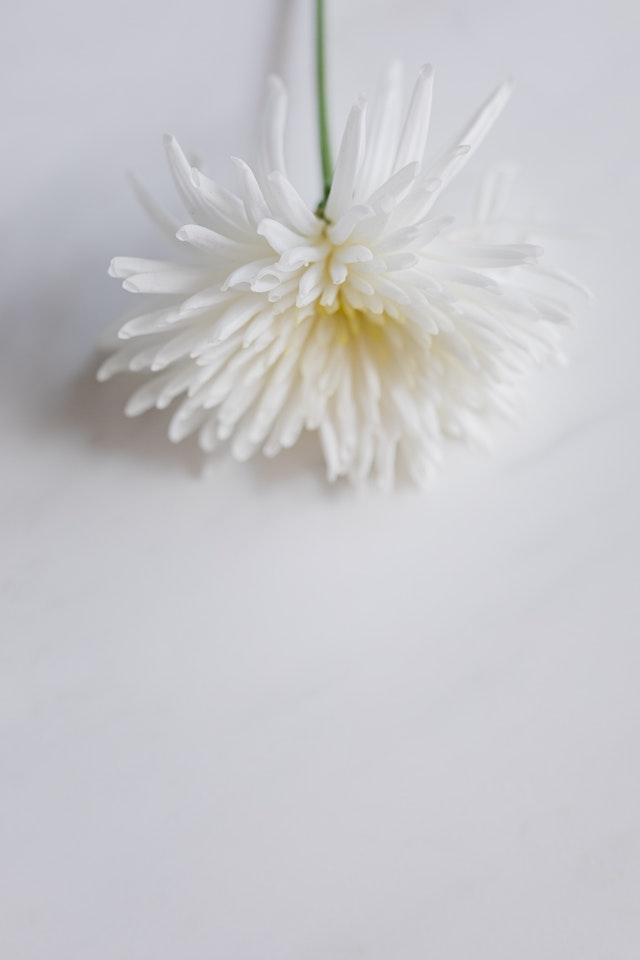 bílá chryzantéma